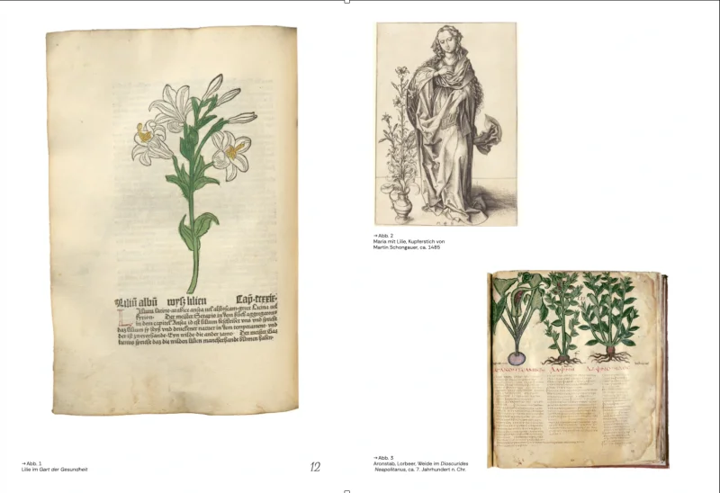 Spread with two historical illustrations: a coloured lily and a figure of the Virgin with a lily