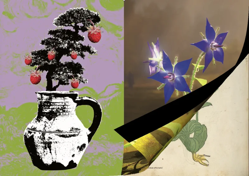 Spread: a collage of wild strawberries in violet and green on the left, a close-up of blue borage flowers on the right