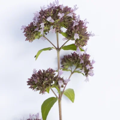Echter Dost / Oregano