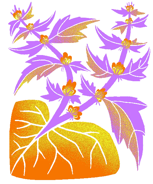 Motherwort