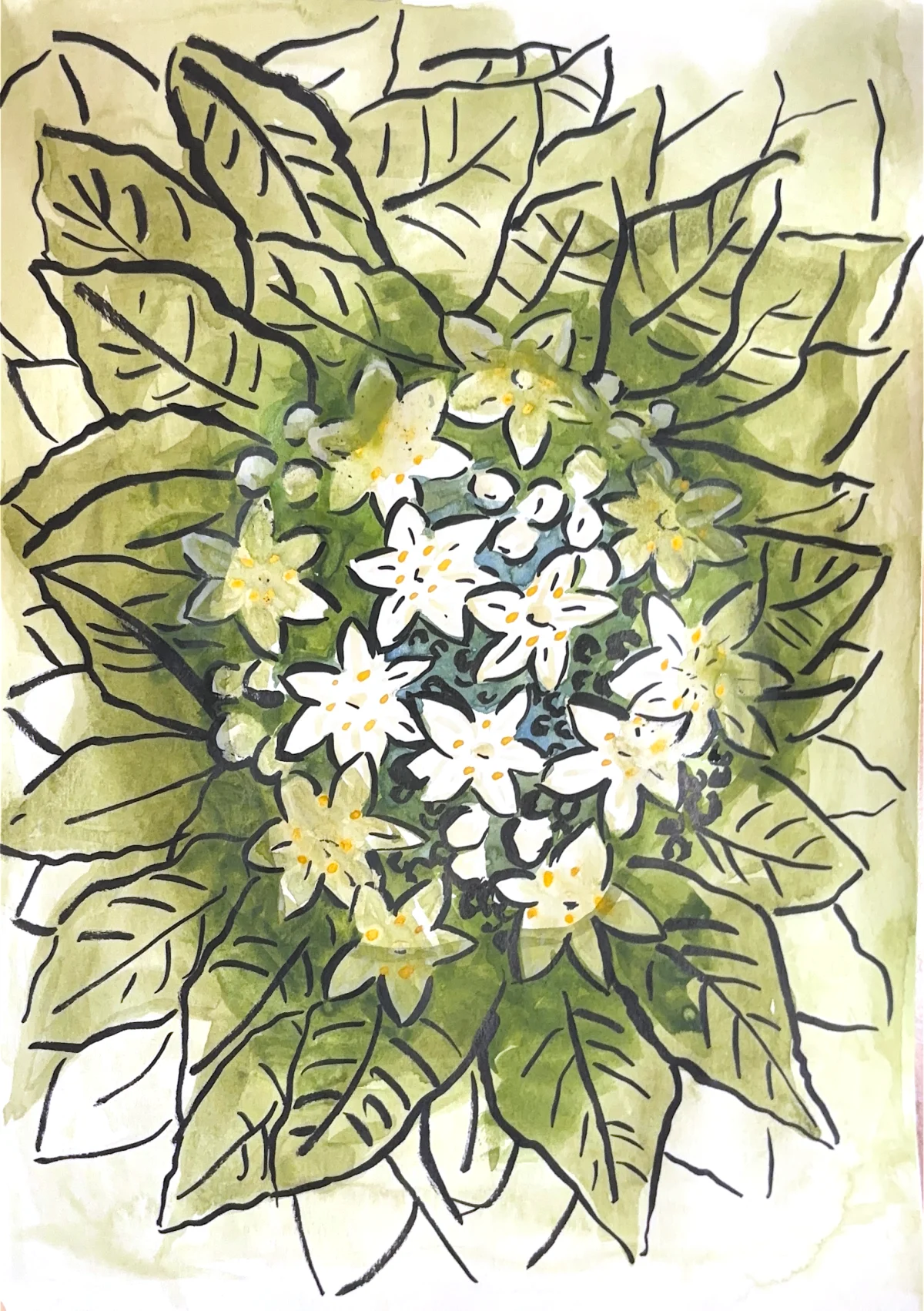 Black elderberry
