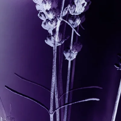 Lavendel