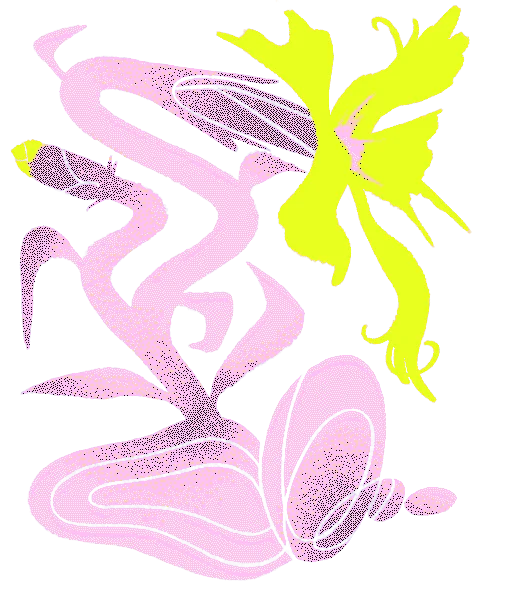 Fringed pink