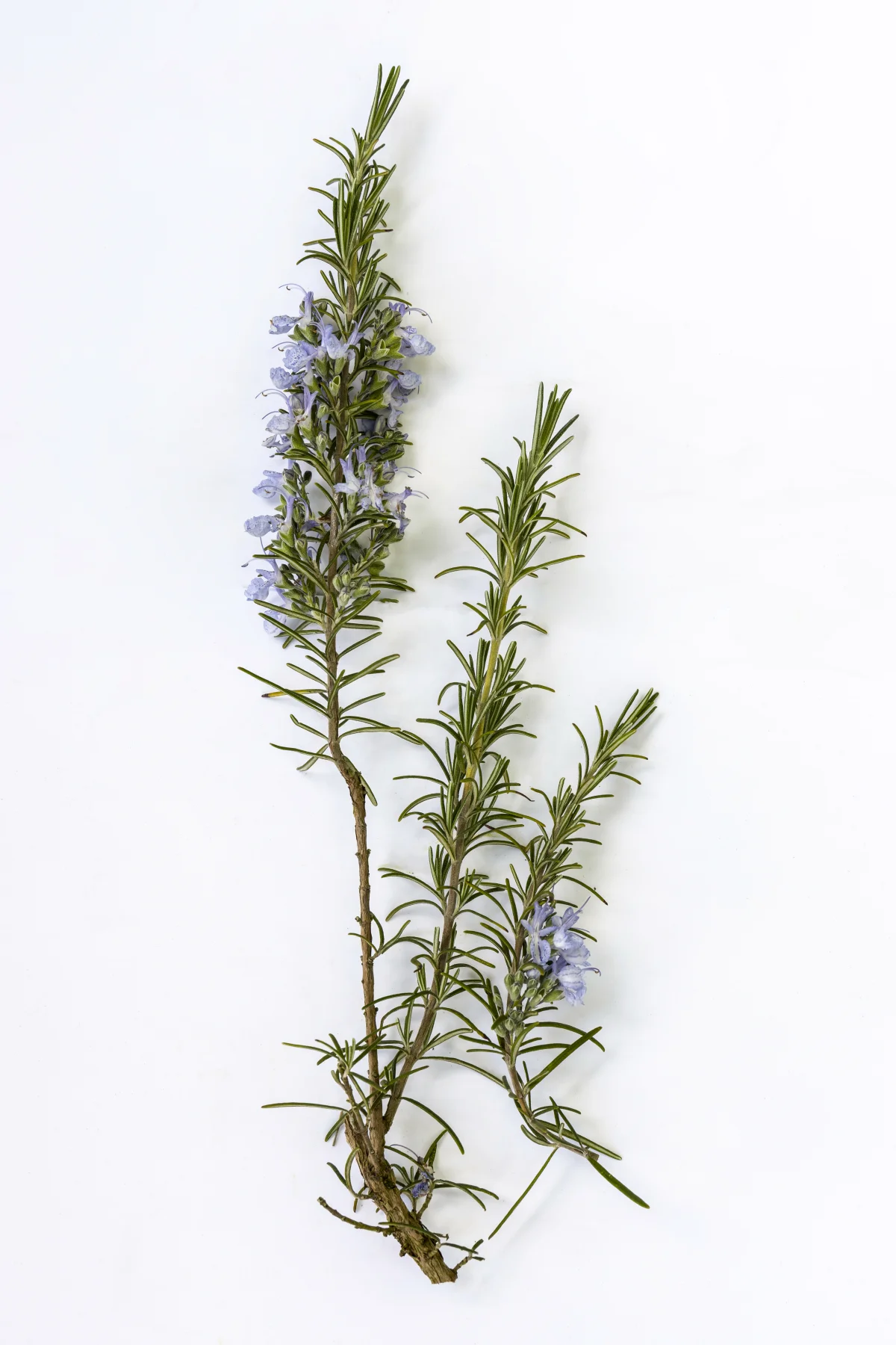 Rosemary