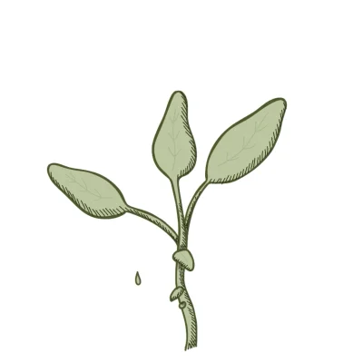 Salbei