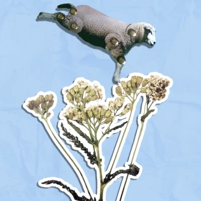 Schafgarbe