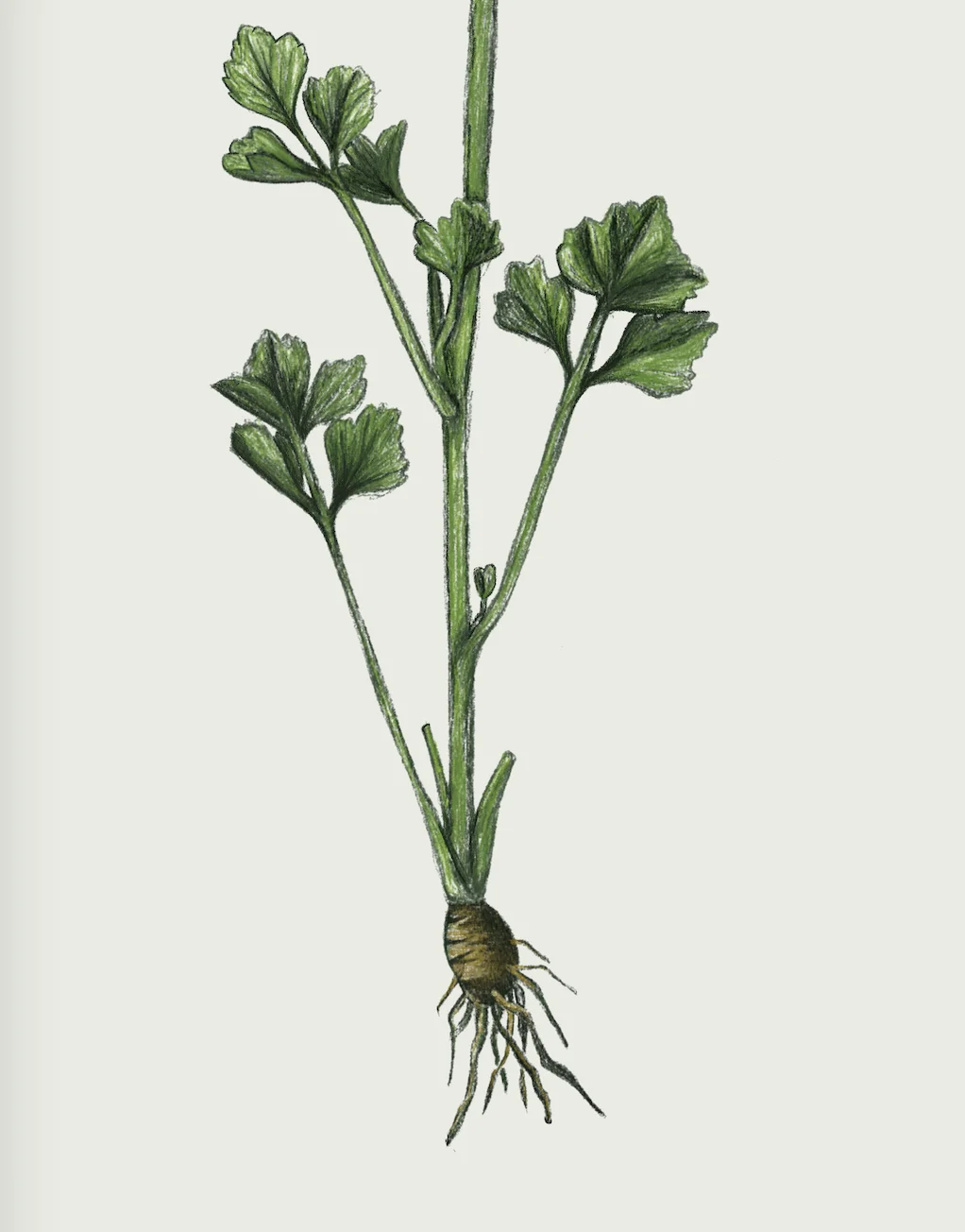 Celery
