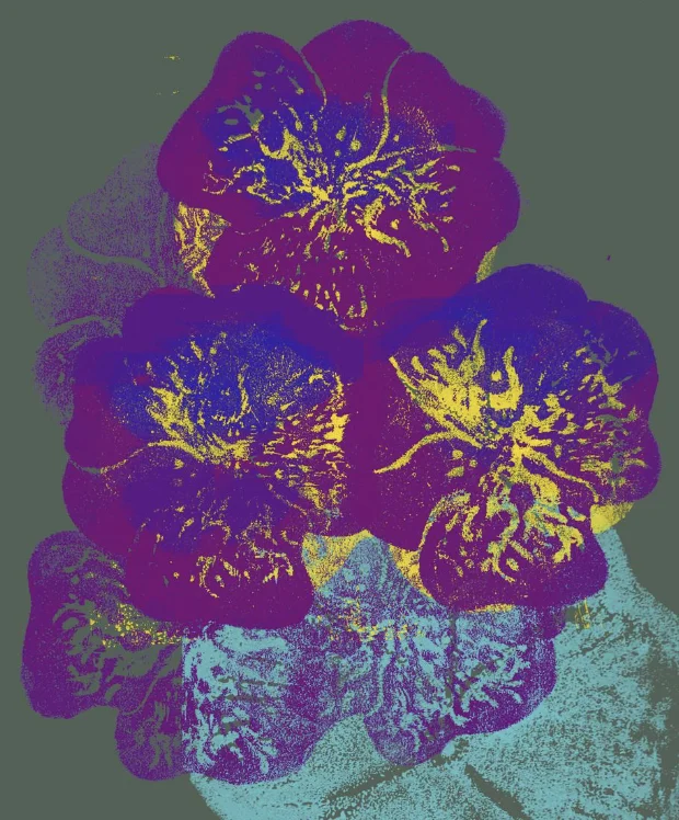 wild pansy