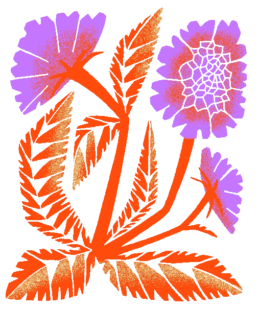 Small scabious