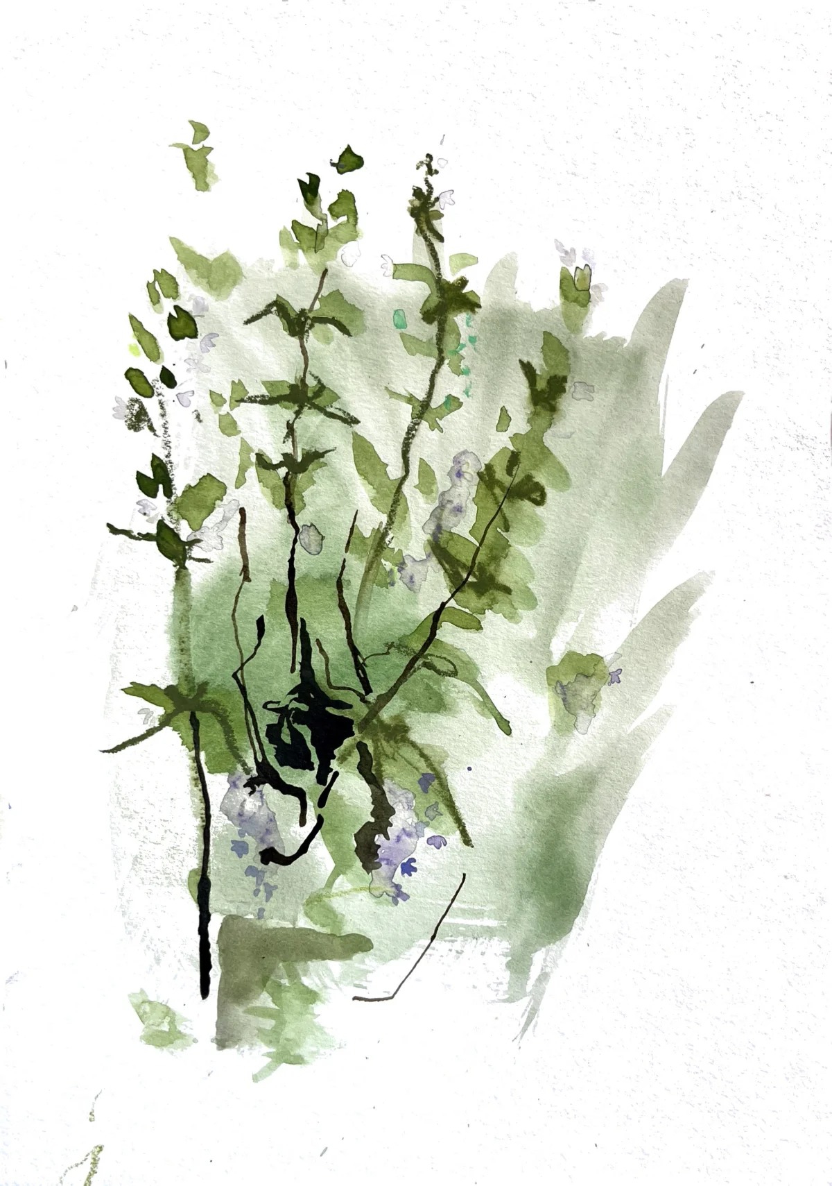 Thymian
