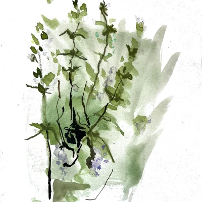 Thymian