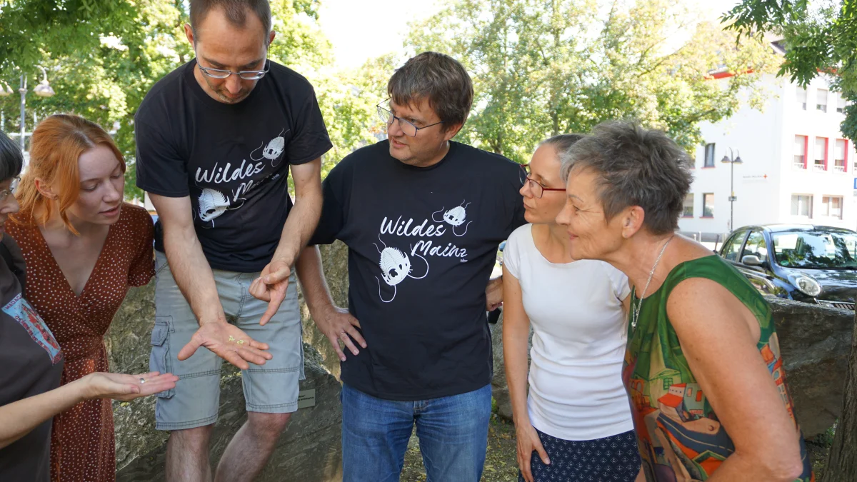 Wildes Mainz im August: Stadtspaziergang